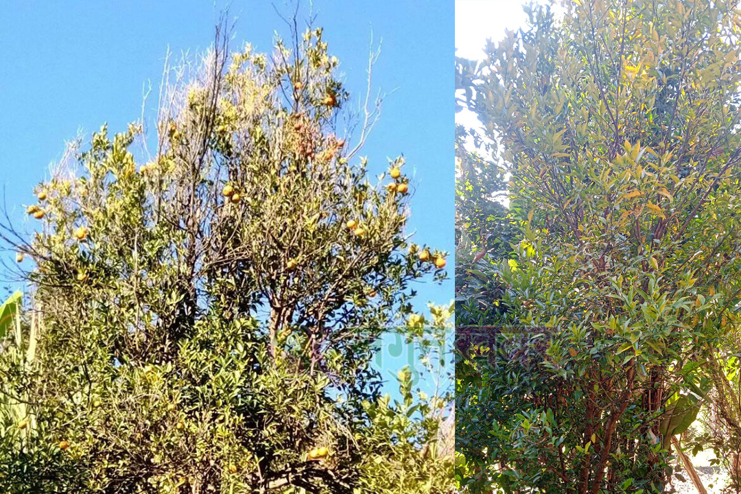 बैतडीमा मासिदै सुन्तला खेती 